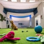 Cielo Animal – Guardería Canina en Palencia
