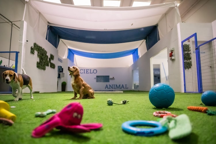 Negocio Cielo Animal