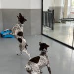 Citydog Chamberi – Guardería Canina en Chamberí