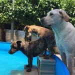 Citydog Madrid – Guardería Canina en Tres Cantos