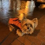 Citydogs Store - Sant Andreu – Guardería Canina en Sant Andreu