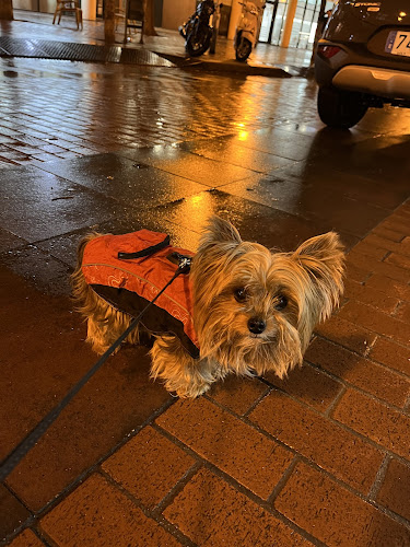 Negocio Citydogs Store - Sant Andreu