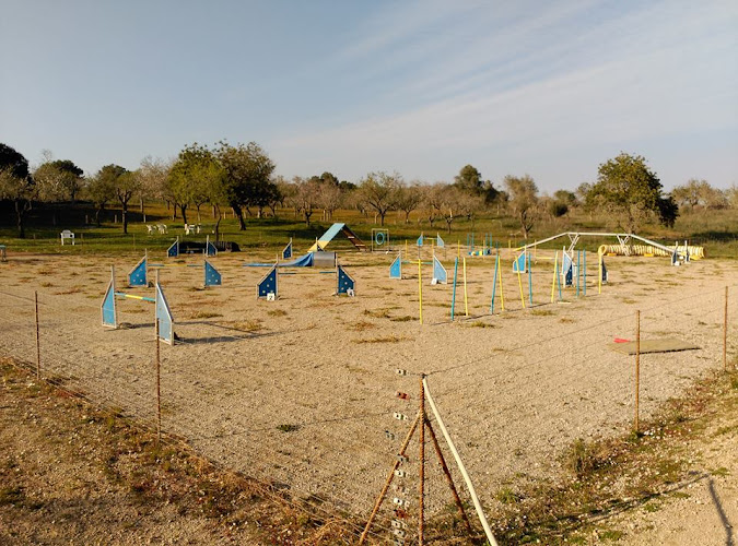 Negocio Club Agility Artà