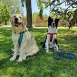 Club Canino Baucan – Guardería Canina en Salamanca
