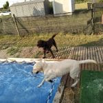 Club Canino Green House – Guardería Canina en Lleida