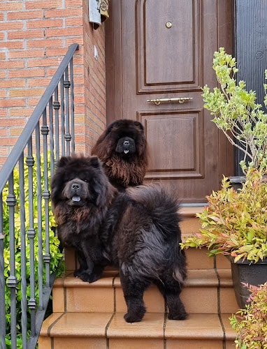 Negocio Club Veterinario La Legua