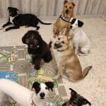 Coleguau – Guardería Canina en Jerez de la Frontera