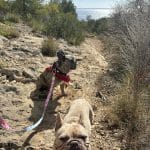 Como En Casa Hostel | Guardería Canina – Guardería Canina en Selva