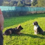 Comunicanis Educadora Canina Y Veterinaria – Guardería Canina en Santander