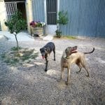 Conde Can Residencia Canina – Guardería Canina en Madridejos