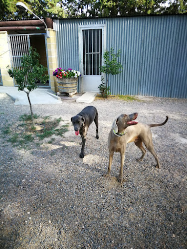 Negocio Conde Can Residencia Canina