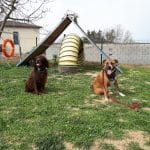 Conductcan | Adiestramiento Canino En Barcelona - Residencia Canina – Guardería Canina en Can Prat