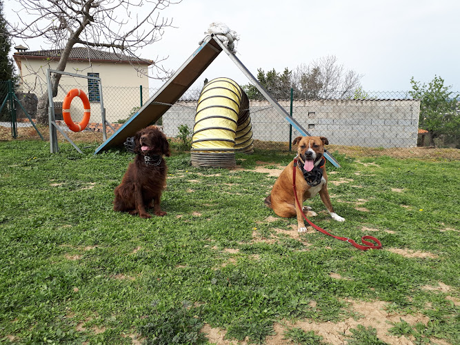Conductcan | Adiestramiento Canino En Barcelona - Residencia Canina