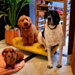 Covis Guardería Y Peluquería Canina – Guardería Canina en Chamartín