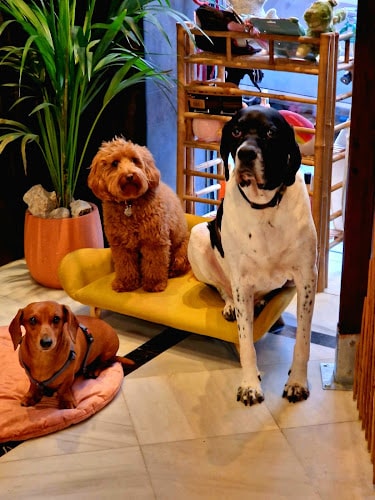 Covis Guardería Y Peluquería Canina