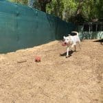 Cozy Kennels S.l – Guardería Canina en San Roque