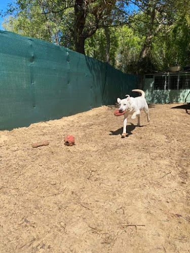 Negocio Cozy Kennels S.l