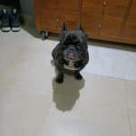 Criadero Canino Asirlos – Guardería Canina en Salamanca