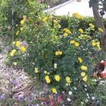 Cuadrúpedos Alfaro – Guardería Canina en Alfaro