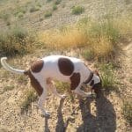 Cuatrozarpas Adiestramiento – Guardería Canina en Zaragoza
