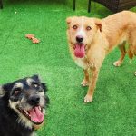 Cuidadora Canina – Guardería Canina en Cheste