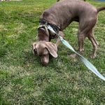 Cuidadora Canina Madrid – Guardería Canina en Madrid
