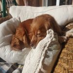 Cuido A Tu Perrete! – Guardería Canina en Alzira