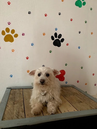 Negocio Cuido Tu Mascota Madrid Vallecas