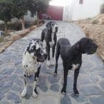 Damacan Hotel Canino – Guardería Canina en Aguadulce