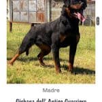 Daviscan Guarderia Canina – Guardería Canina en Les Borges Blanques