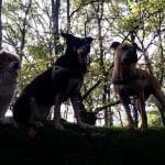 De Perro A Perro – Guardería Canina en Chinchón