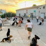 Dequiresa | Adiestramiento Canino En Murcia & Residencia Canina – Guardería Canina en Murcia