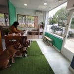 Días Perros – Guardería Canina en Madrid