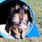 Dididog - Guardería Canina – Guardería Canina en Pinseque