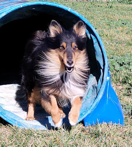 Negocio Dididog - Guardería Canina