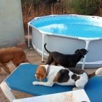 Dimoni Dogsitter Cuidador De Cans – Guardería Canina en Son Gual