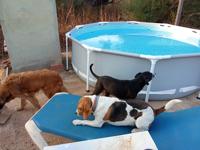 Negocio Dimoni Dogsitter Cuidador De Cans
