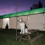 Divertican – Guardería Canina en Chipiona