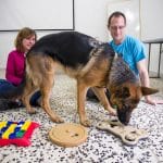 Dog Calm Educación Canina – Guardería Canina en Castellón de la Plana