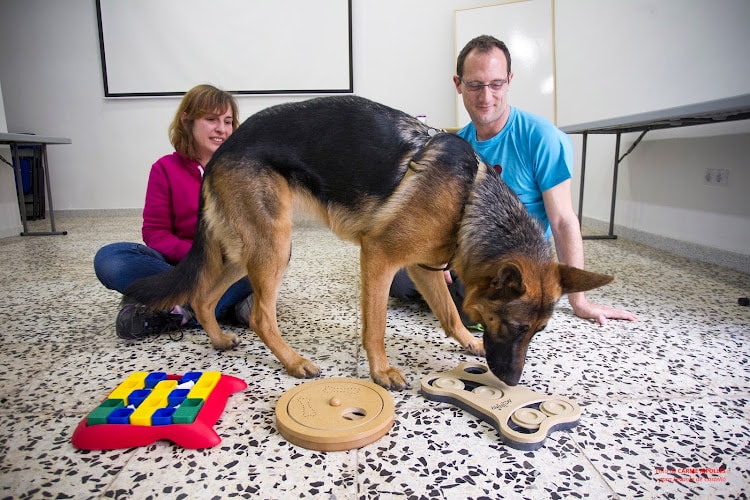 Negocio Dog Calm Educación Canina