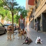 Dog Care Barcelona – Guardería Canina en Ciutat Vella