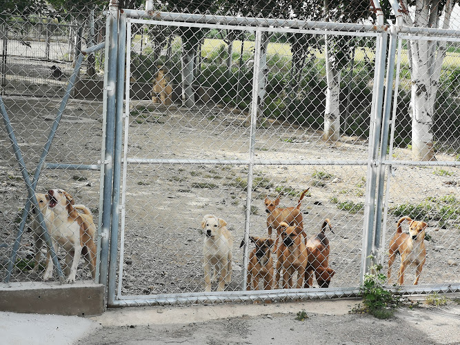 Negocio Dog Garden Centro Canino