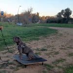Dog & Roll Mallorca – Guardería Canina en Artà