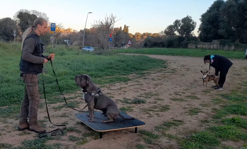 Negocio Dog & Roll Mallorca