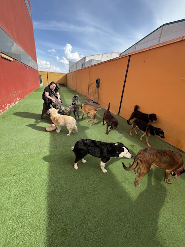 Negocio Dog Village