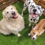 Dogclan Guarderia Canina Madrid – Guardería Canina en Madrid