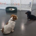 Dogetxea – Guardería Canina en Donostia-San Sebastián