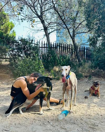 Negocio Dogged - Adiestramiento Canino