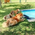 Doggyland – Guardería Canina en Cubillas de Santa Marta