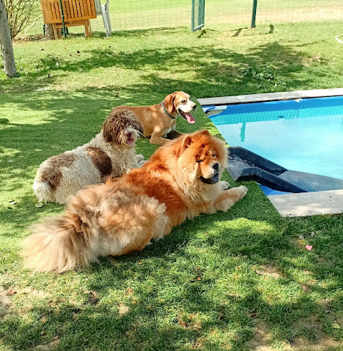 Negocio Doggyland